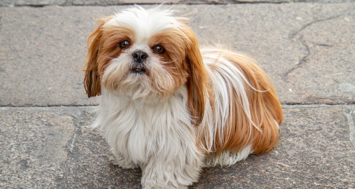 A História Rica e Imperial do Shih Tzu