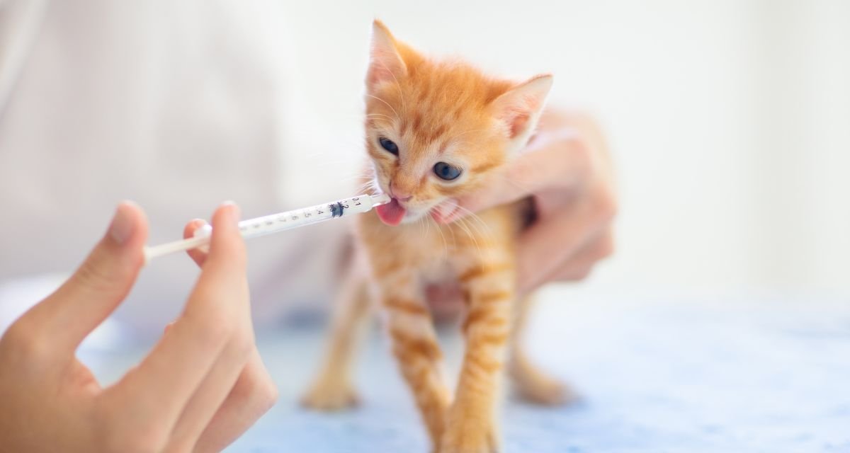 A Importância do Veterinário As Primeiras Consultas e Vacinação