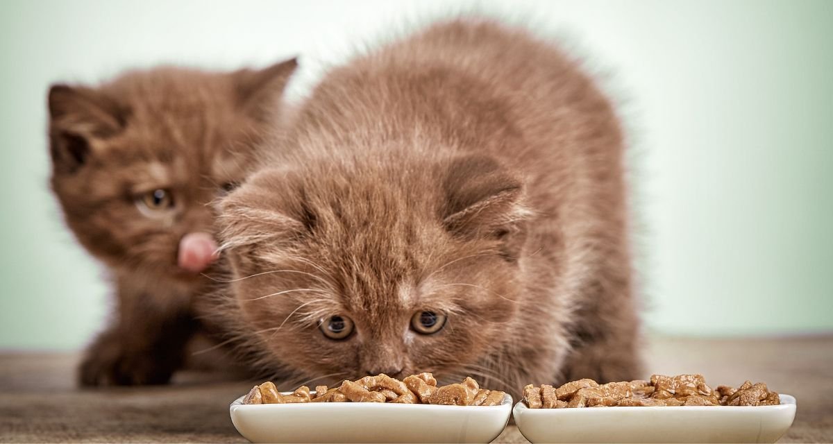 Alimentando seu Filhote para um Crescimento Saudável