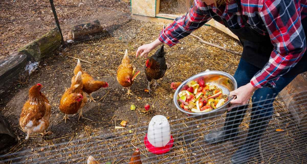 Começando do zero: Criar Galinhas no Seu Quintal