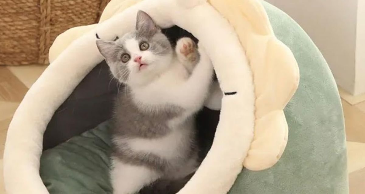 Criando um Lar Estimulante para seu Filhote