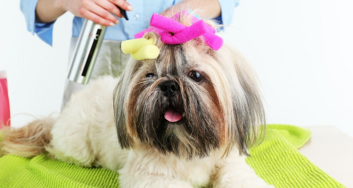Cuidados Essenciais para o Bem-Estar do Seu Shih Tzu