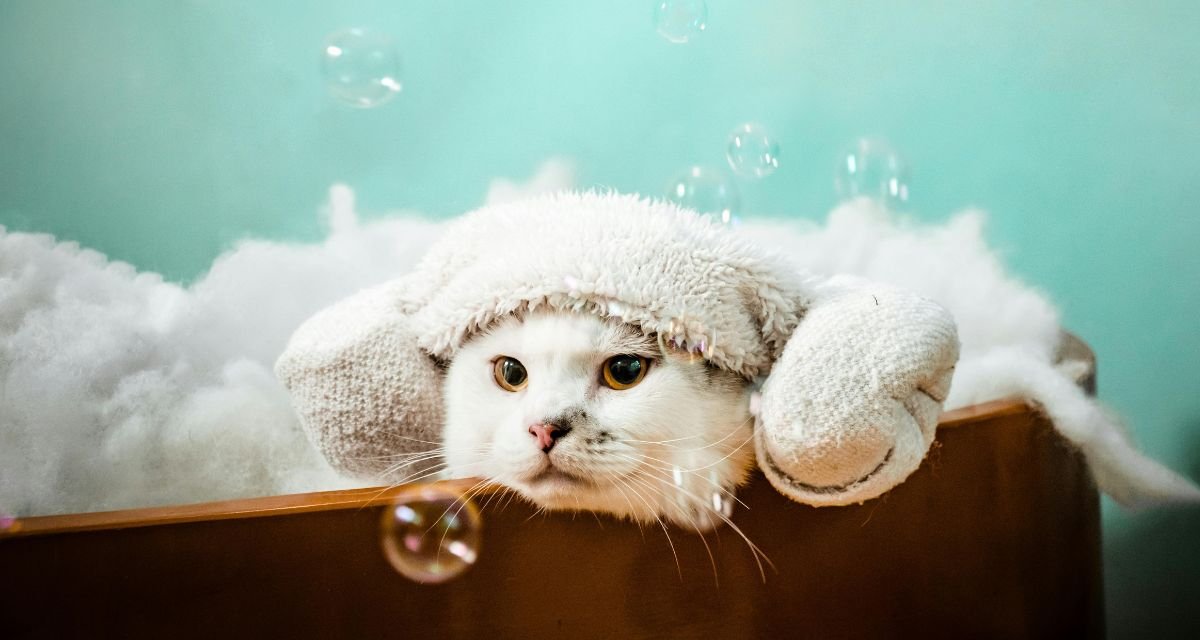 Higiene e Cuidados Básicos Mantendo o Filhote Limpo e Confortável