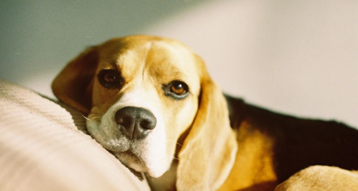 Melhor Ração para Cachorro com Alergia Alimentar 