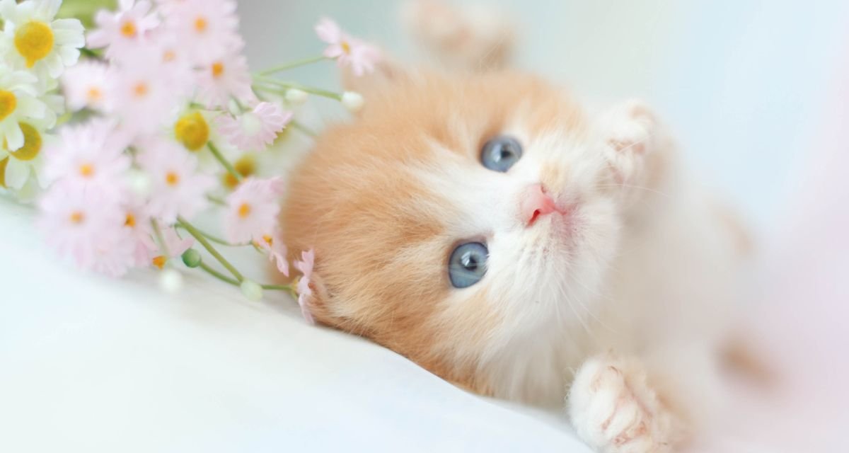 O Dia da Chegada Preparando o Lar para o Filhote