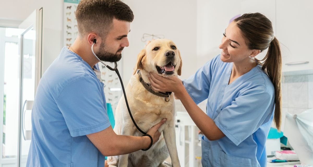 O Pilar da Saúde Preventiva Entendendo a Importância