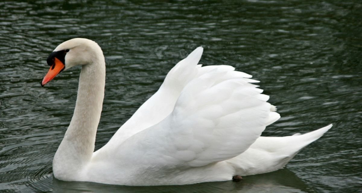O que é o cisne branco