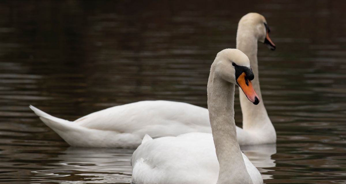 Por que o cisne branco é tão admirado