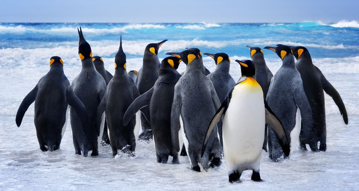 Quem vive na Antártica