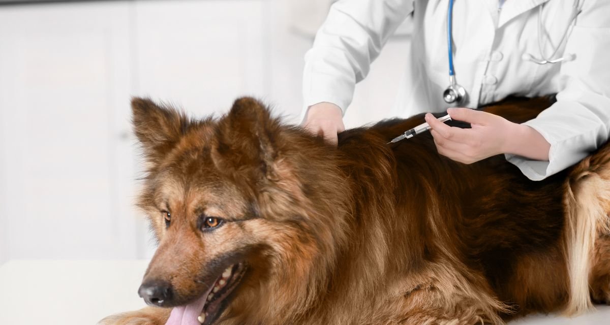Vacinação Escudo Protetor Contra Doenças