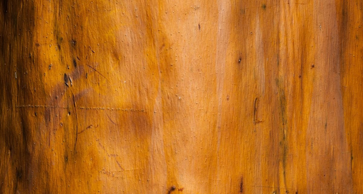 A Árvore da Juventude Desvendando o Fenômeno da Renovação da Casca