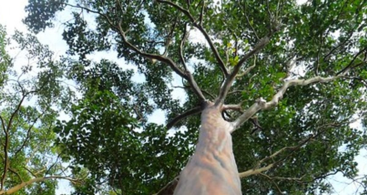 A Ciência Explora o Pau-Mulato Descobertas e Potenciais