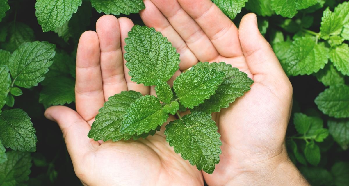 Cuidando da Sua erva Verde