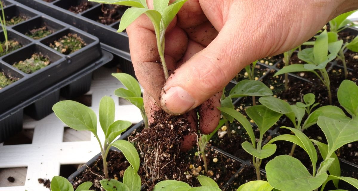 Cultivando A Hortelã