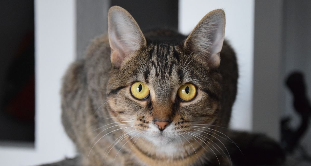 Gatos São Independentes ou Companheiros