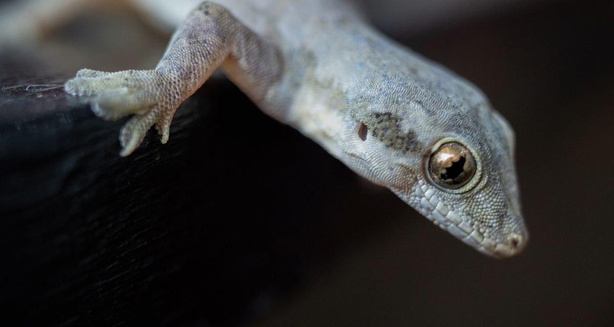 Lagartixa em Casa Espiritualidade e Significado Místico