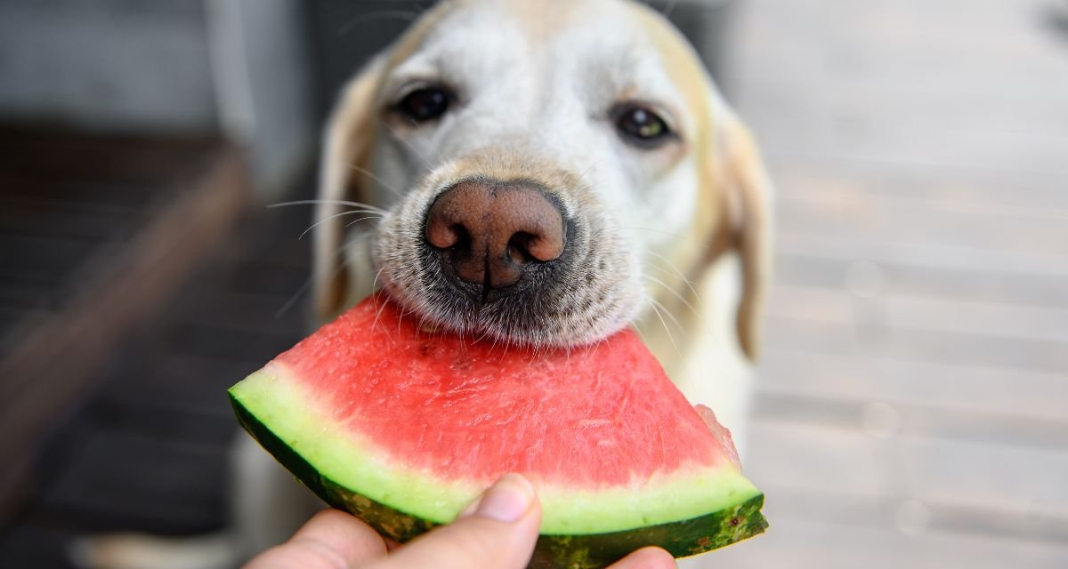 Meu Cachorro Pode Comer Fruta Quais São Seguras