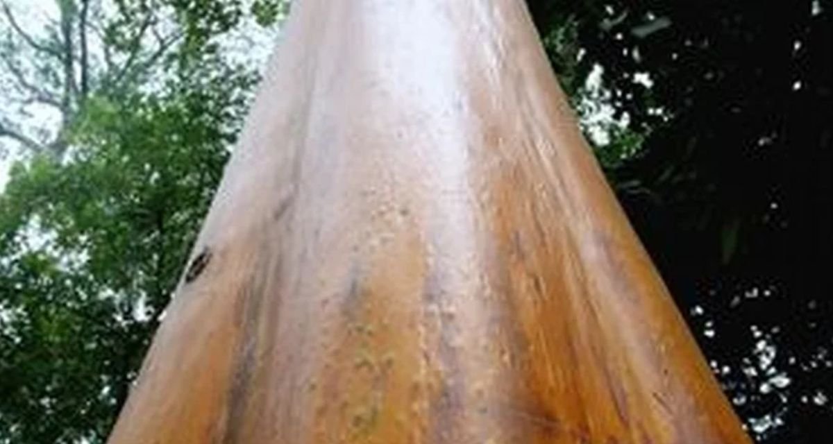 O Conhecimento Ancestral Usos Tradicionais do Pau-Mulato na Amazônia