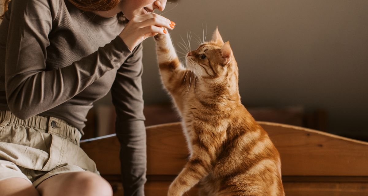 O Espectro Emocional Felino