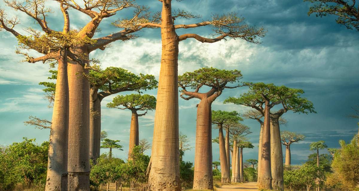 O Que Torna o Baobá uma Árvore Tão Especial