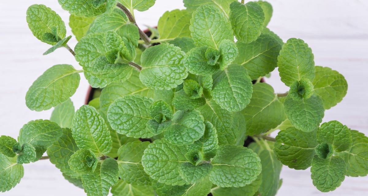 O Que é a Hortelã
