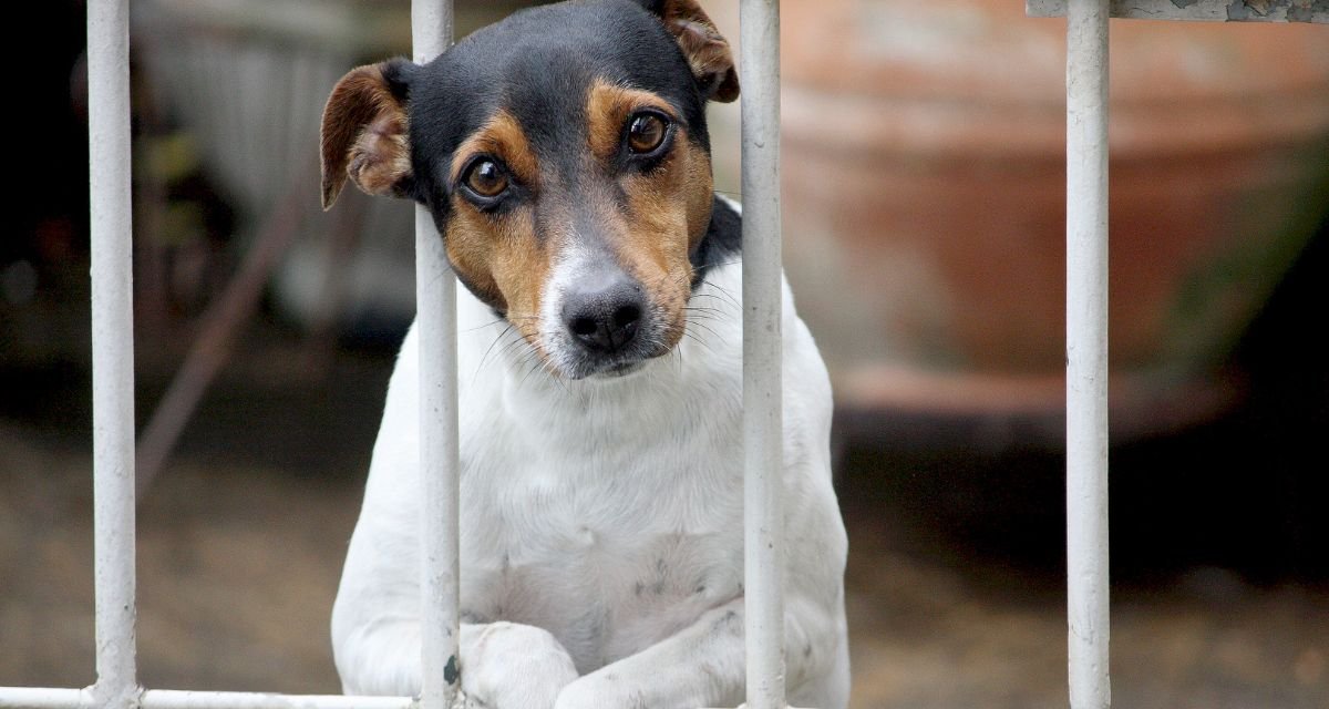 Os Sinais Que Gritam _Estou Sofrendo-Reconhecendo a Ansiedade de Separação