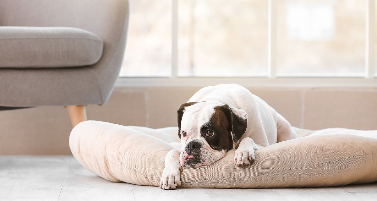 Por Que Meu Cachorro Sofre Quando Fica Sozinho Entendendo o cachorro