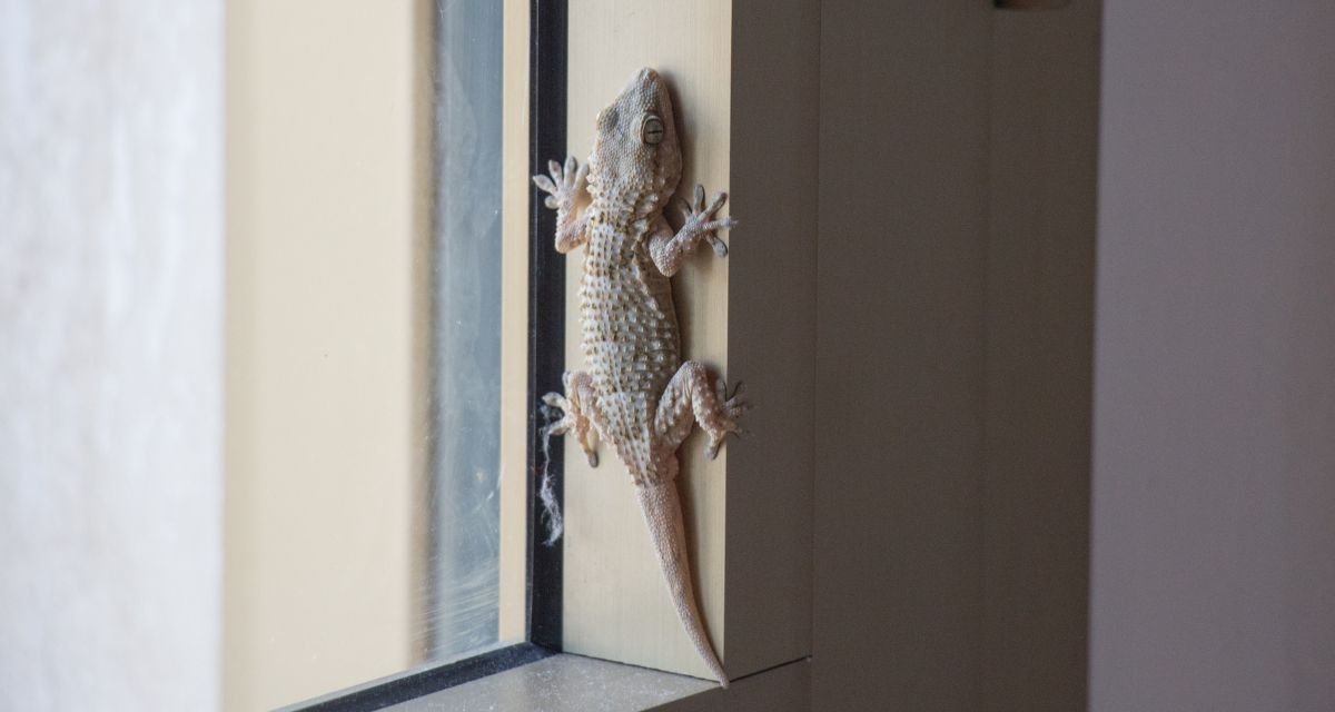 Por Que as Lagartixas Escolhem Nossas Casas