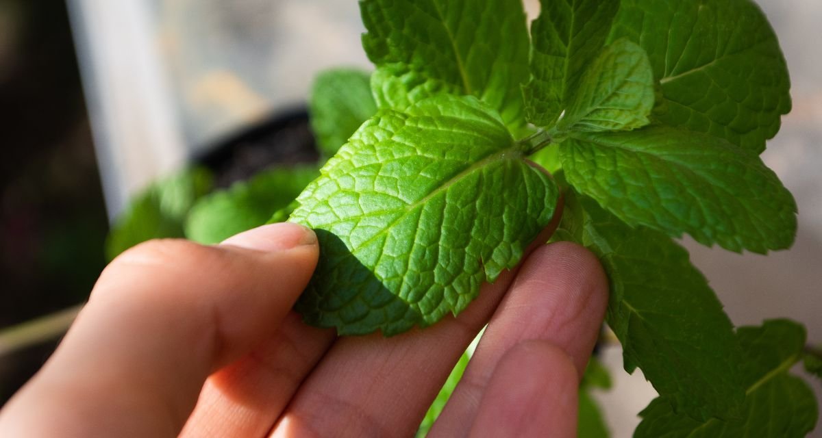 Por que a Hortelã é a Nossa Amiga Contra o Enjoo