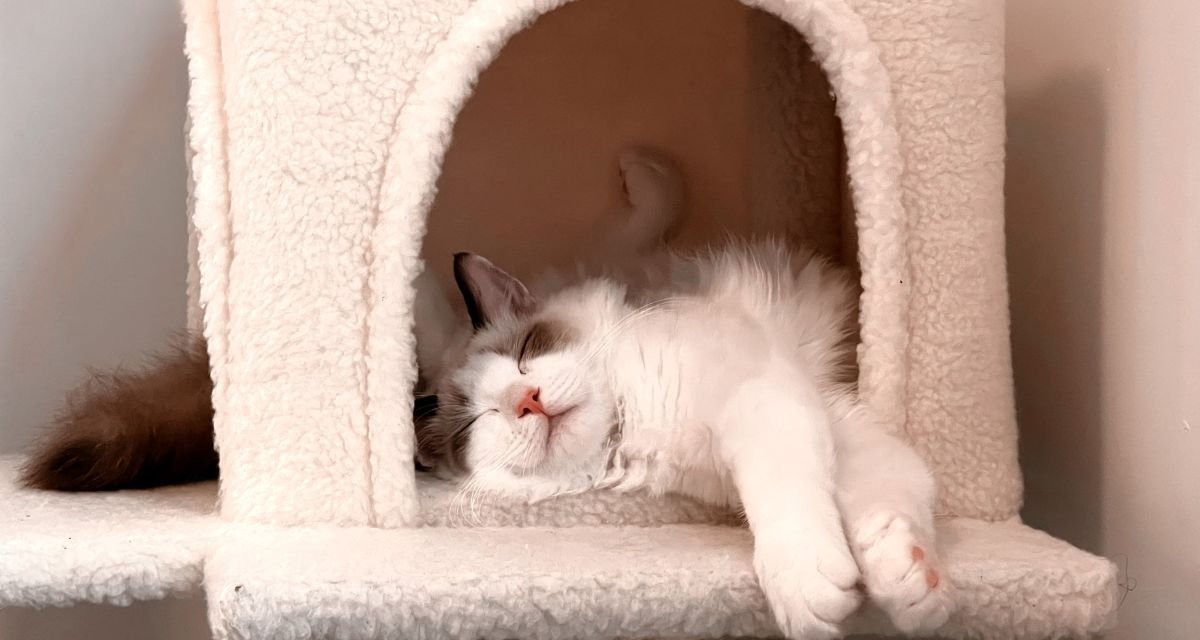 Tornando a Casa um Paraíso para seu Felino