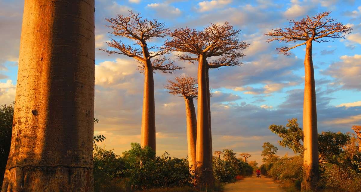 Um Olhar Detalhado Sobre as Espécies de Baobás