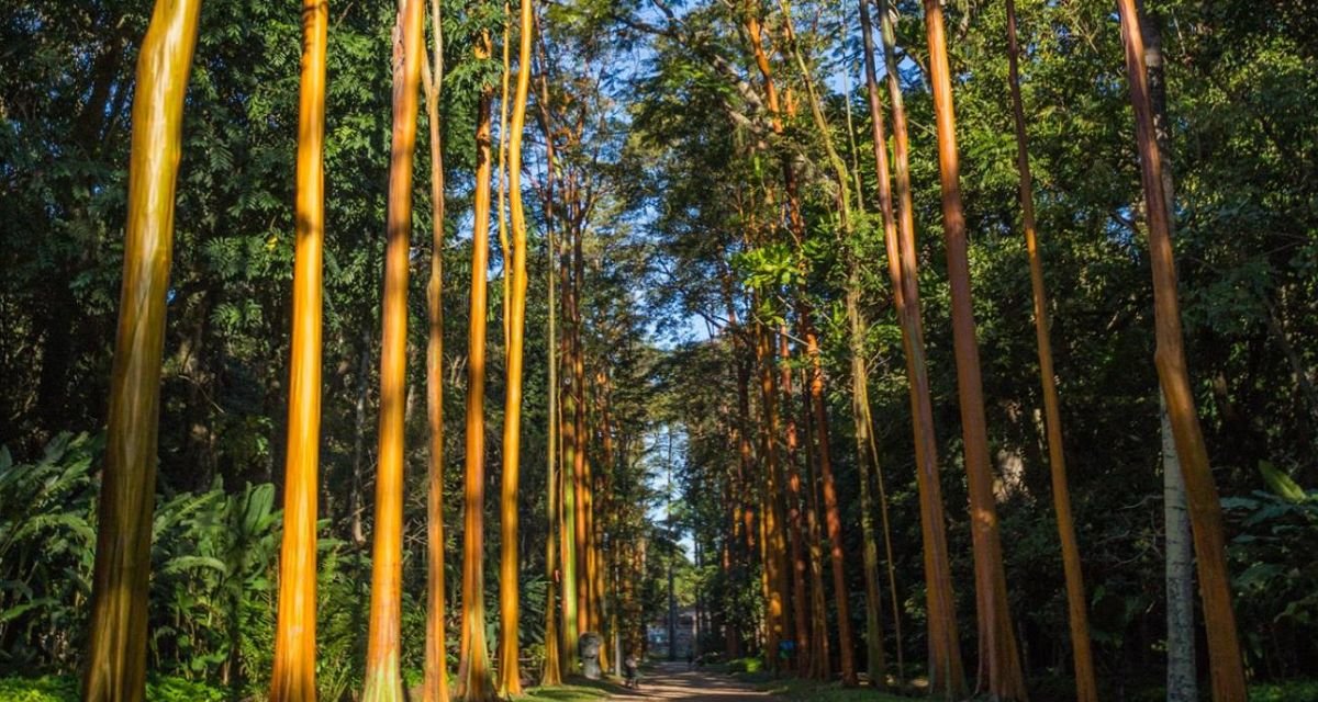 Uma Identidade Botânica Clara - Pau-mulato