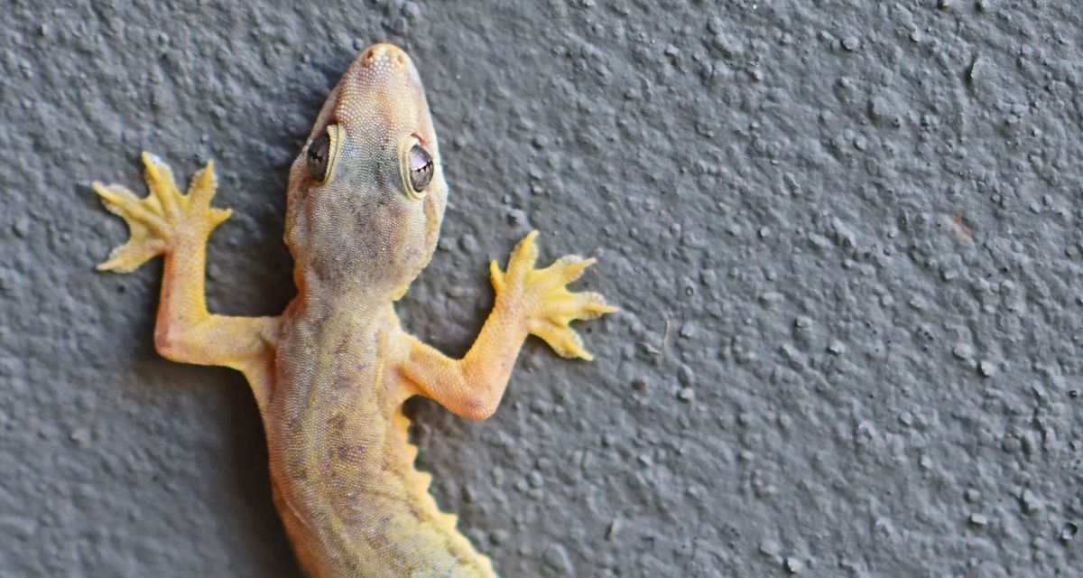A Lagartixa_Um Pequeno Grande Aliado no Controle de Pragas