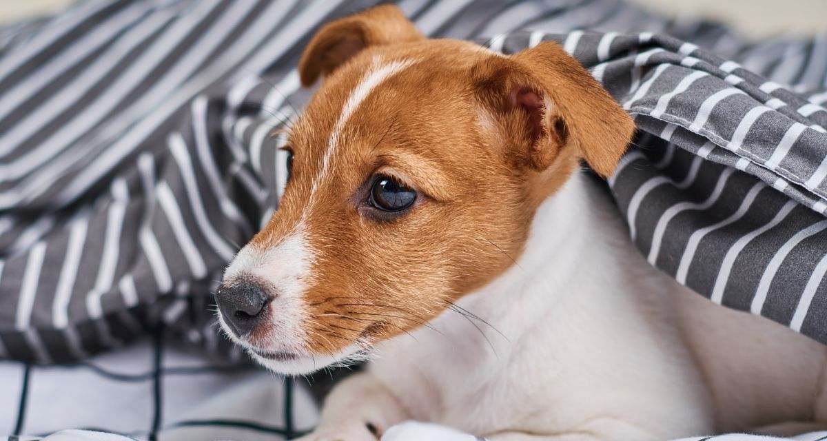 O Que Dar para Cachorro que está com Diarreia Primeiros Cuidados em Casa