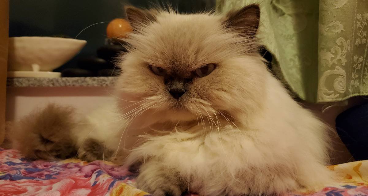 A Origem Fascinante De Onde Vêm Esses Felinos