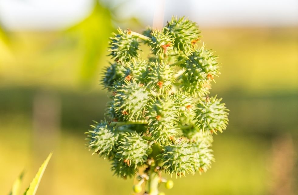 Mamona Ricinus communis