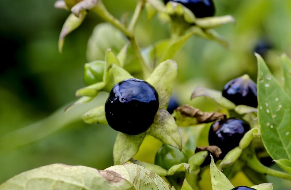 Atropa belladonna