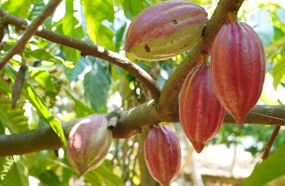 O Papel da América do Sul e a Ascensão de Novas Estratégias