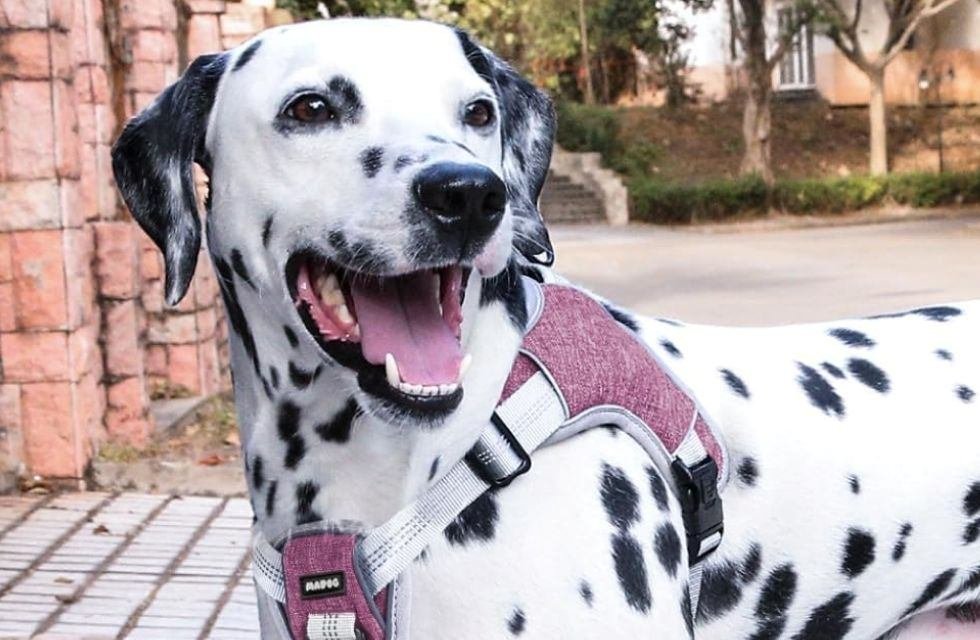Qual é a melhor Coleira para Cachorro que Puxa Ferramentas de Manejo Não Soluções Mágicas